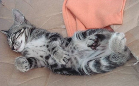 如何治療貍花貓圓線蟲病 中國貍花貓圓線蟲病治療方法