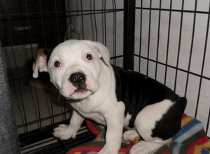 斯塔?？ざ放９y吠叫怎么辦 斯塔?？ざ放９y叫糾正方法