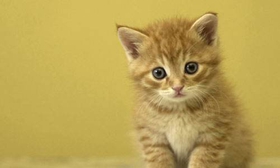 中國(guó)貍花貓總是流眼淚怎么辦 貍花貓流眼淚原因