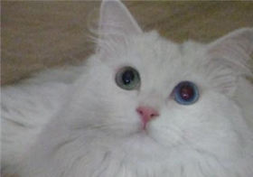 山東獅子貓白內(nèi)障如何治療 貓咪白內(nèi)障癥狀