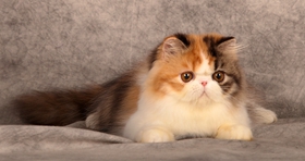 加菲貓拉稀怎么辦 異國短毛貓拉稀解決辦法