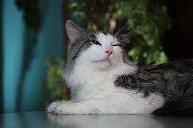 挪威森林貓血尿怎么辦 貓咪血尿解決辦法