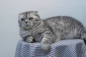 折耳貓打噴嚏怎么辦 哪些原因?qū)е麓驀娞? / data-6kPG=