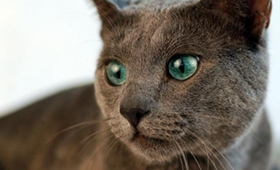 怎么判斷藍貓是否得氣胸 俄羅斯藍貓氣胸的癥狀