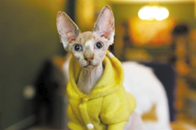 加拿大無毛貓咳嗽怎么辦 貓咪咳嗽的預(yù)防措施