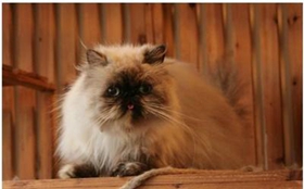 喜馬拉雅貓咳嗽怎么辦 貓咪咳嗽的診斷方法