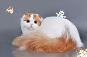 襤褸貓生病怎么護(hù)理 襤褸貓生病護(hù)理方法