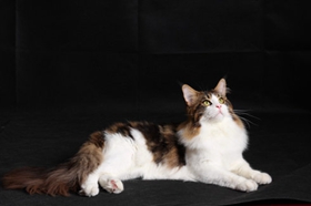 緬因貓感冒吃什么藥 緬因貓感冒治療方法