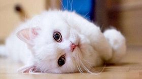 山東獅子貓尿頻怎么辦 獅子貓尿頻解決辦法