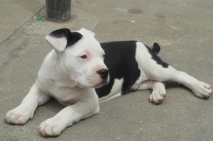 斯塔?？ざ放９Ｎ帐秩绾斡?xùn)練 斯塔?？ざ放９Ｎ帐钟?xùn)練方法