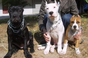 斯塔?？ざ放９Ｔ趺从?xùn)練出門隨行教程