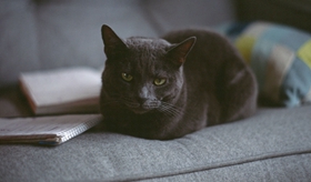 俄羅斯藍(lán)貓便秘怎么辦 藍(lán)貓便秘病因簡(jiǎn)析