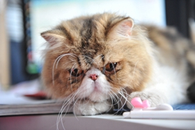 異國(guó)短毛貓耳朵掉毛怎么辦 加菲貓耳朵掉毛原因