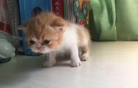 加菲貓?jiān)趺大w外驅(qū)蟲(chóng) 加菲貓?bào)w外驅(qū)蟲(chóng)方法