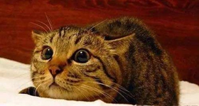 中國貍花貓感冒了怎么辦 貍花貓感冒預(yù)防方法