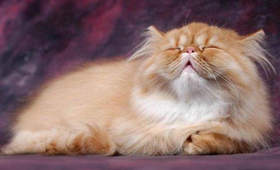 喜馬拉雅貓得了皮膚病怎么辦 貓咪皮膚病預防方法