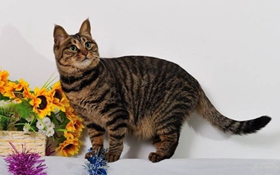 貍花貓口炎有什么癥狀 中國貍花貓口炎癥狀介紹