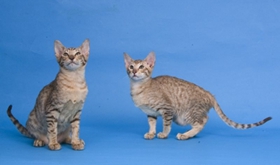 東方短毛貓如何防治貓弓形蟲病