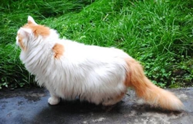 如何治療貓脂漏性皮炎 貓脂漏性皮炎的治療方法