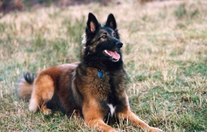 比利時(shí)特伏丹犬怎么訓(xùn)練 基礎(chǔ)訓(xùn)練技巧