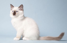 襤褸貓尿路感染怎么治療 貓咪生病注意事項(xiàng)