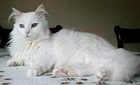 伯曼貓腦炎怎么治療 貓咪腦炎治療方法