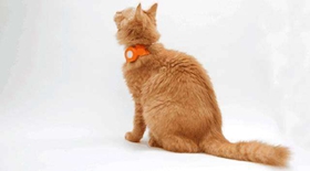 貓咪除蚤項圈好用嗎 貓咪除蚤項圈作用介紹