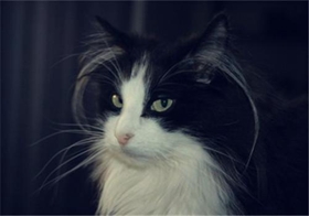 山東獅子貓得了貓瘟怎么治療 貓瘟治療方法