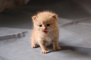 幼貓皮膚病怎么治療 小奶貓皮膚病治療方法