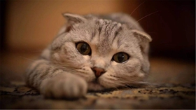 什么是貓抓病 貓抓病詳細介紹