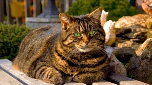 如何治療弓體蟲病 弓體蟲病預(yù)防方法