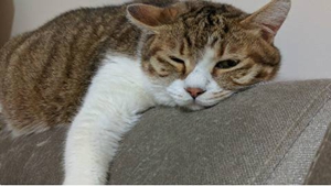 貓咪血型有哪些 貓咪血型介紹