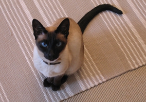 暹羅貓怎么驅(qū)蟲 暹羅貓適合驅(qū)蟲年齡