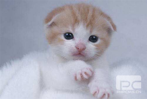 貓鼻支怎么治療 幼貓得鼻支可以自愈嗎