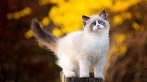 貓瘟怎么傳染 貓瘟傳染途徑