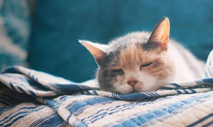 貓鼻支和貓感冒怎么區(qū)分 二者區(qū)分技巧