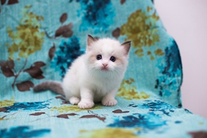 布偶貓遺傳病有哪些 布偶貓遺傳病治療方法