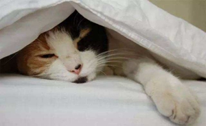 哪些原因會(huì)導(dǎo)致貓咪嘔吐 貓咪嘔吐原因