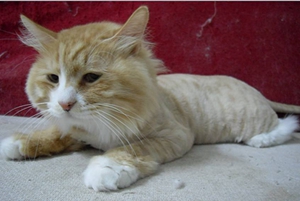 如何防止貓咪中暑 預(yù)防貓咪中暑小妙招