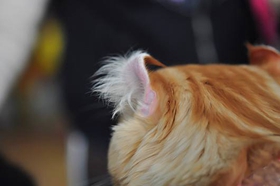 美國(guó)卷耳貓有遺傳病嗎 卷耳貓基因突變健康嗎