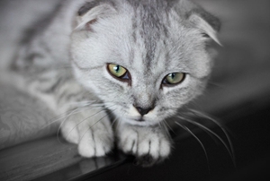 折耳貓遺傳病有哪些