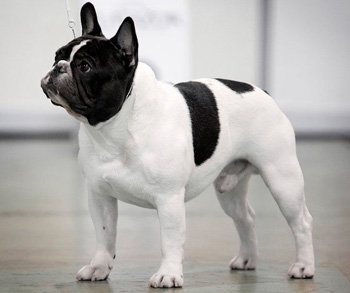 法國(guó)斗牛犬