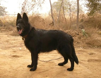 比利時(shí)牧羊犬