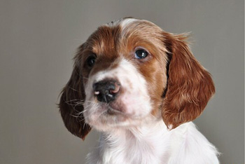 愛爾蘭紅白雪達(dá)犬