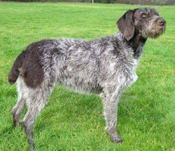 德國硬毛波音達