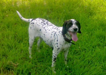 波音達(dá)獵犬