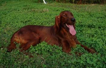 愛爾蘭雪達(dá)犬