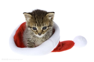 小貓咪應(yīng)該吃什么