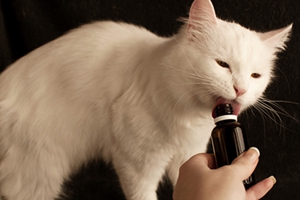 如何給小貓喂藥