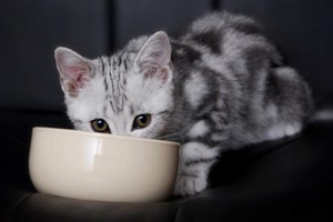 剛帶回家的小貓怎么養(yǎng)